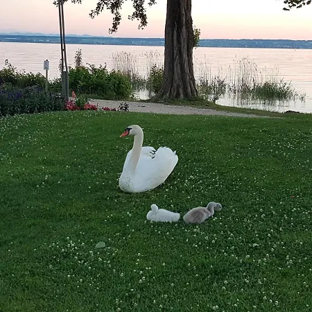 Malvelyns Am Bodensee *