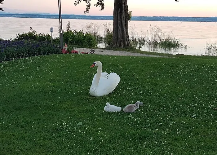 Malvelyns Am Bodensee *